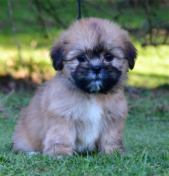 Lhassa Apso - de dame nature