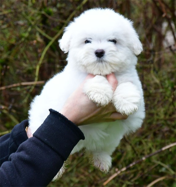 Coton de Tulear - de dame nature