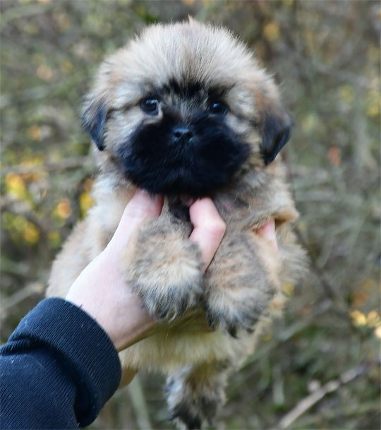 Lhassa Apso - de dame nature