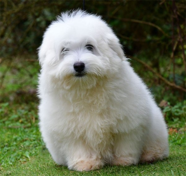 Coton de Tulear - de dame nature