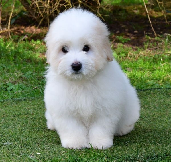 Coton de Tulear - de dame nature