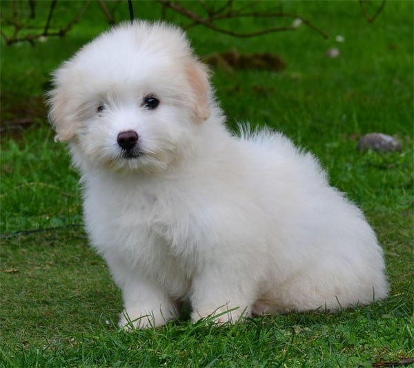 Coton de Tulear - de dame nature