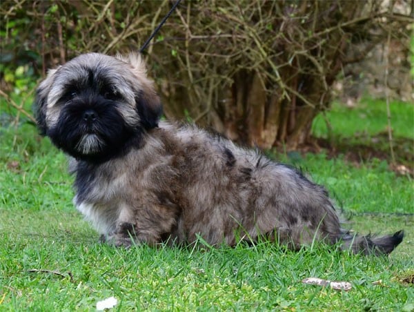 Lhassa Apso - de dame nature