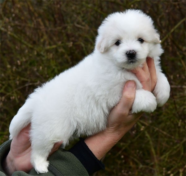 Coton de Tulear - de dame nature