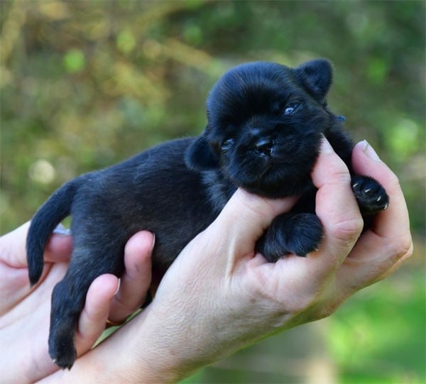 Chiot N°1 - Epagneul tibetain