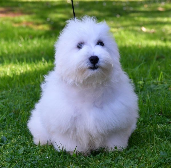 Coton de Tulear - de dame nature