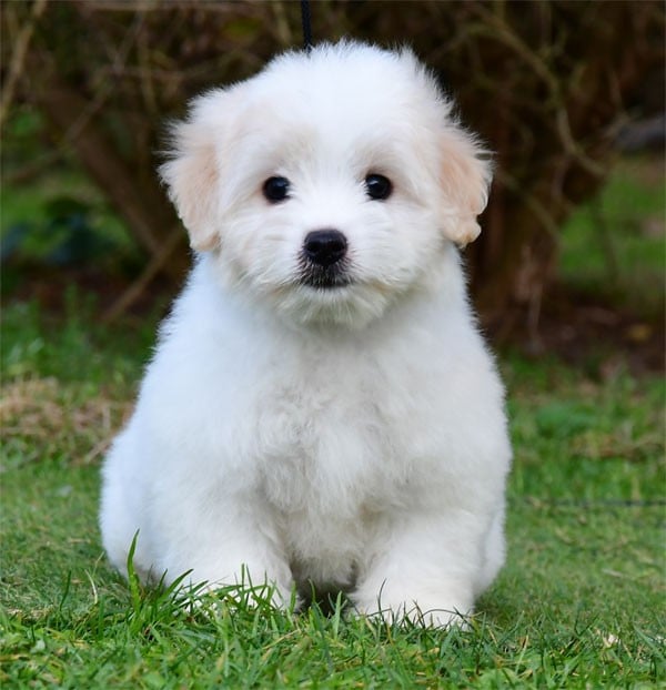 Coton de Tulear - de dame nature