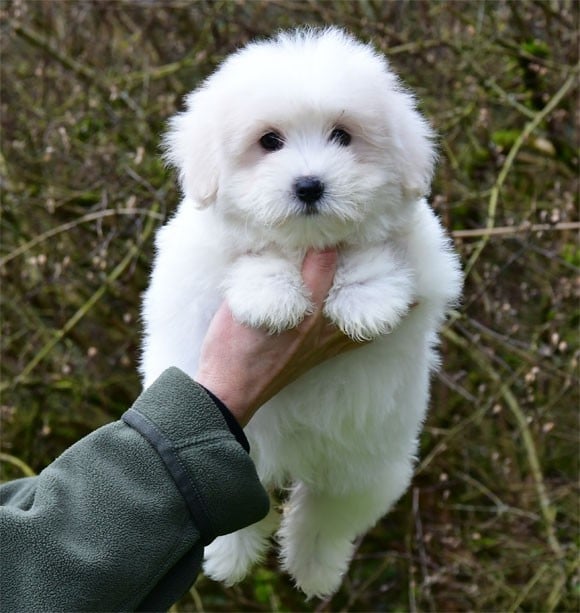 Coton de Tulear - de dame nature