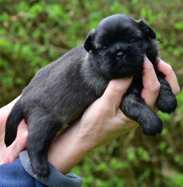 Epagneul tibetain - de dame nature