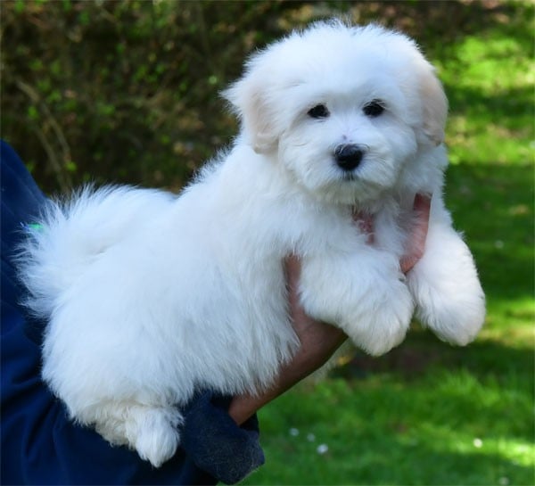 Coton de Tulear - de dame nature