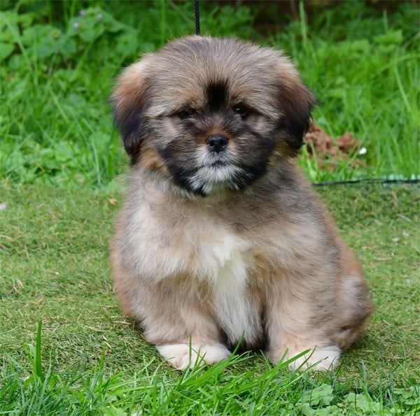 Lhassa Apso - de dame nature