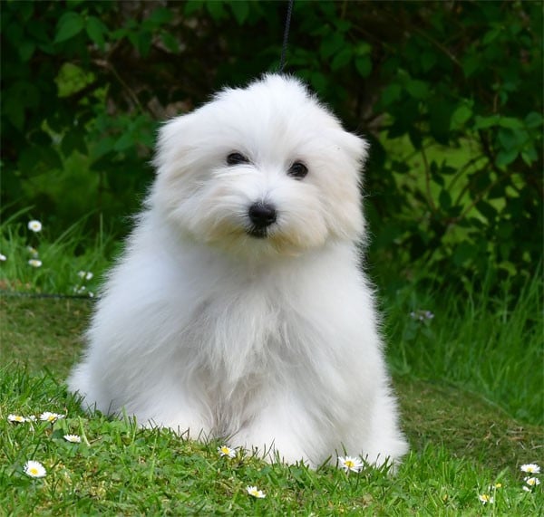Coton de Tulear - de dame nature