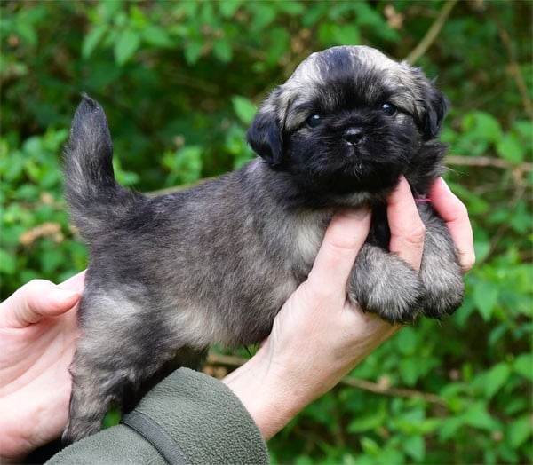 Epagneul tibetain - de dame nature