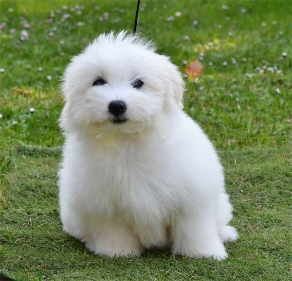 Coton de Tulear - de dame nature