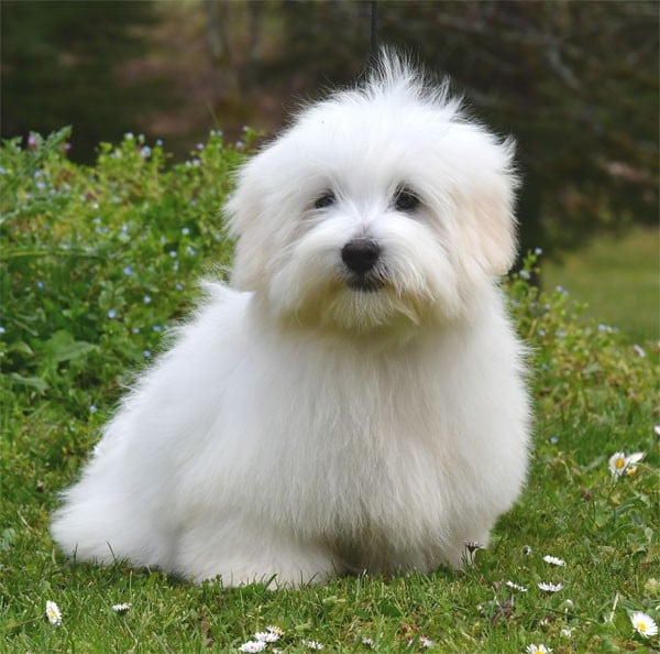 Coton de Tulear - de dame nature