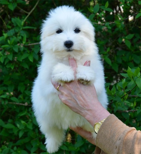 Coton de Tulear - de dame nature