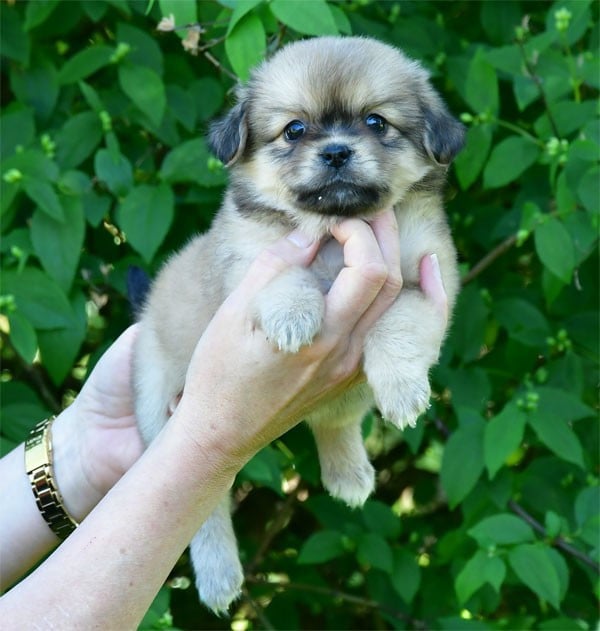 Epagneul tibetain - de dame nature