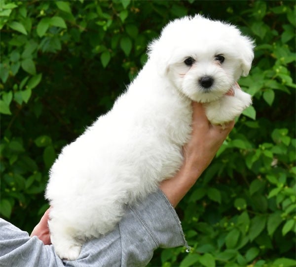 Coton de Tulear - de dame nature