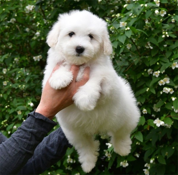 Coton de Tulear - de dame nature