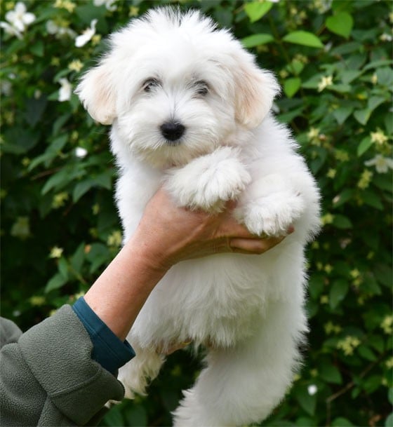 Chiot N°4
