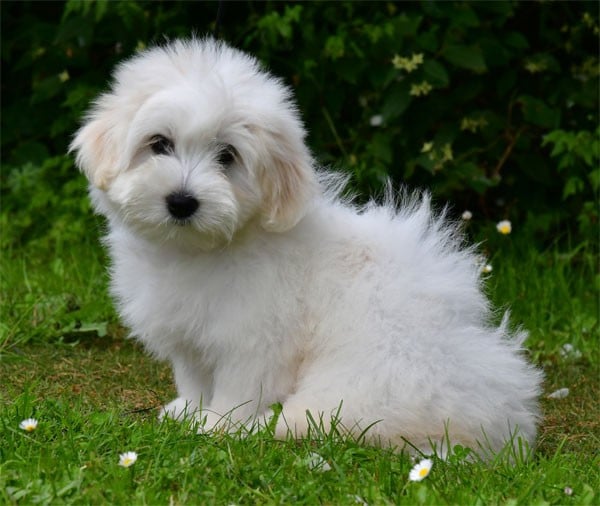 Chiot N°4