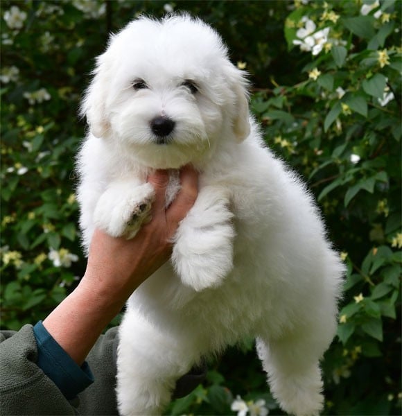 Chiot N°7