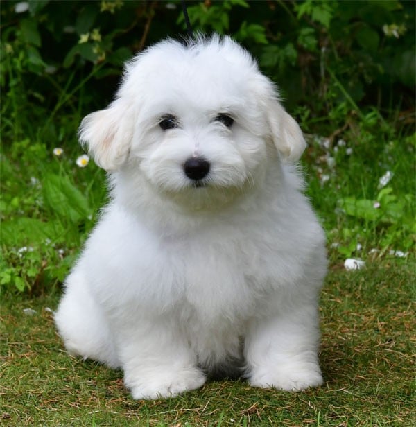Chiot N°7