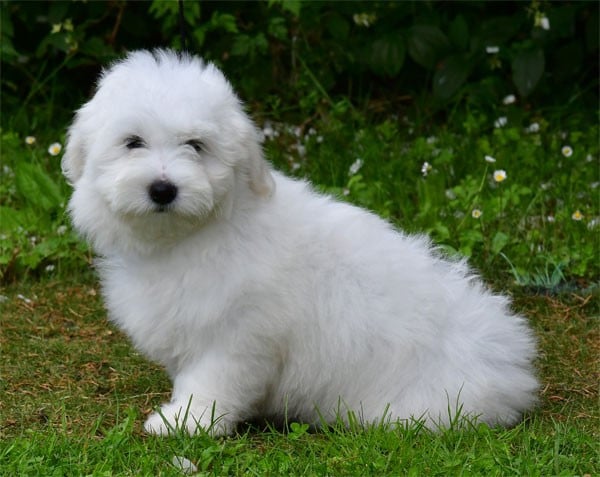 Chiot N°7