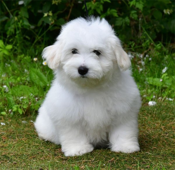 Chiot N°7