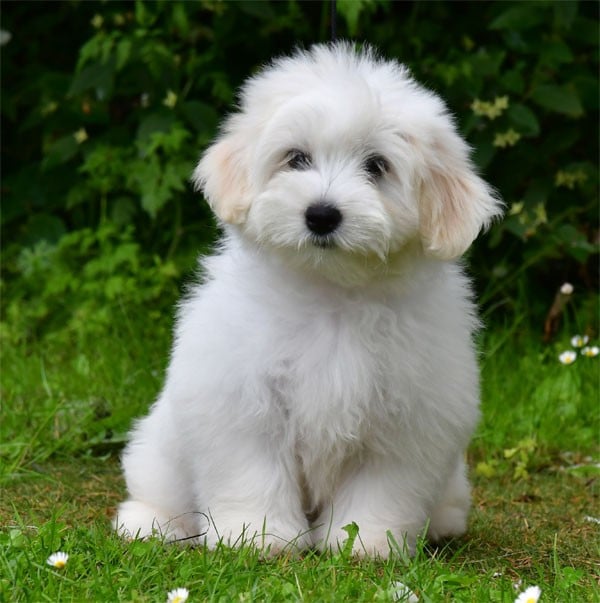 Coton de Tulear - de dame nature