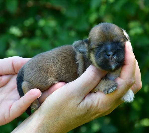 Chiot N°1 - Lhassa Apso
