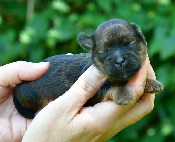 Chiot N°3 - Lhassa Apso