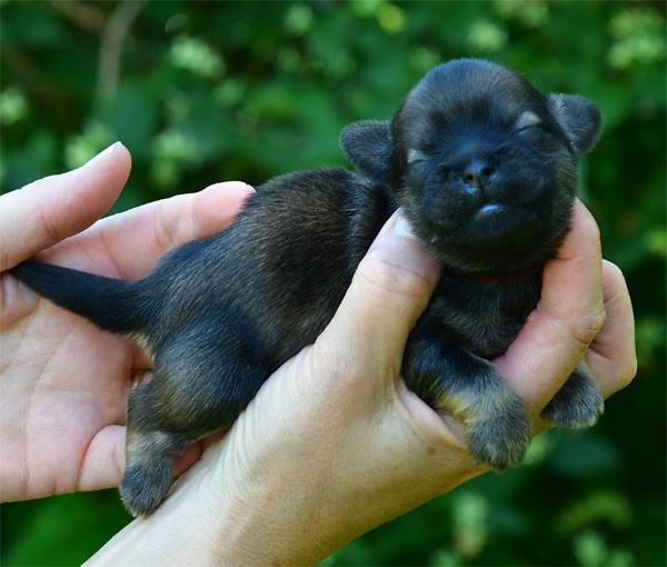 Chiot N°4 - Lhassa Apso