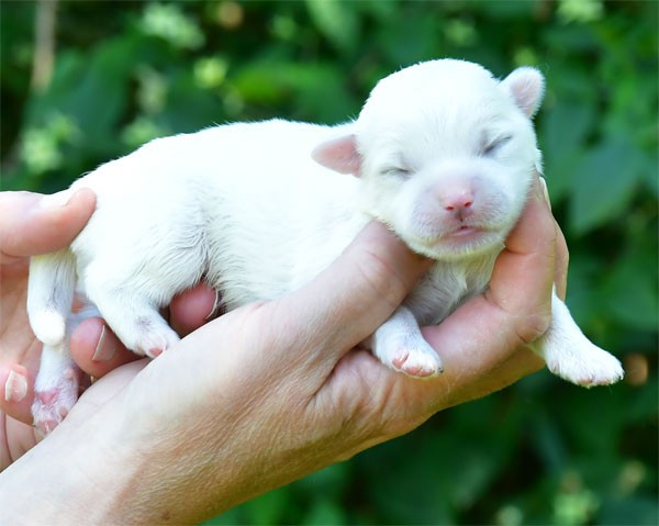 Chiot N°3 - Coton de Tulear