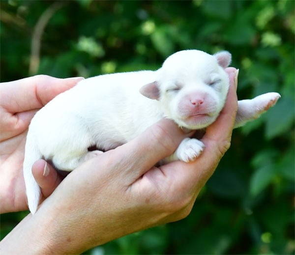 Chiot N°4 - Coton de Tulear