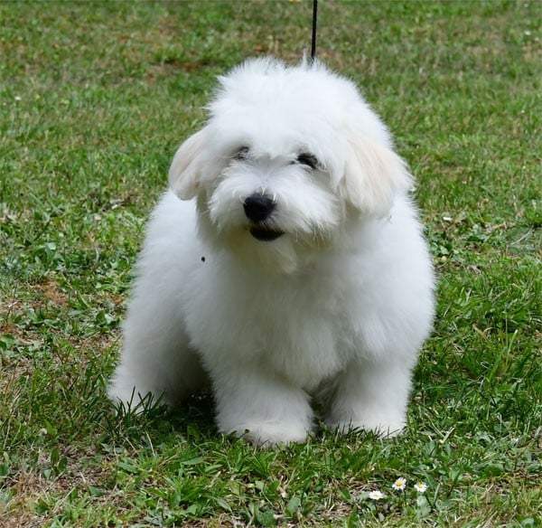Coton de Tulear - de dame nature