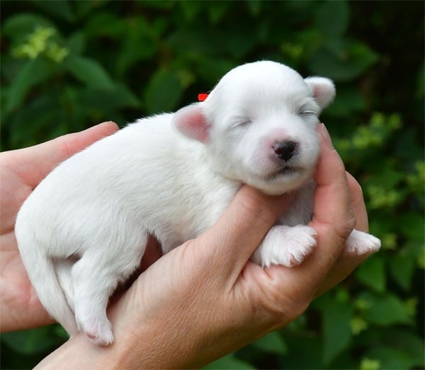 Chiot N°5 - Coton de Tulear