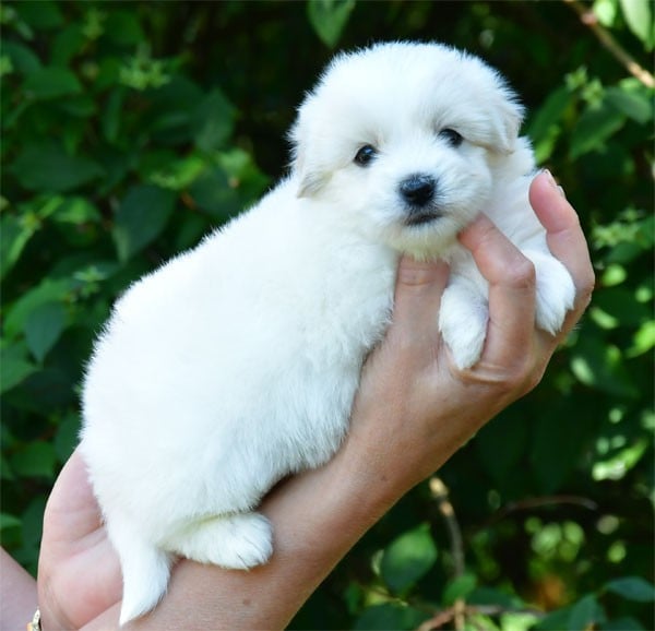 Coton de Tulear - de dame nature
