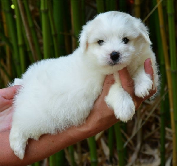 Coton de Tulear - de dame nature