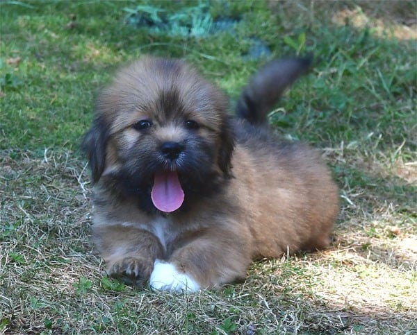 Lhassa Apso - de dame nature