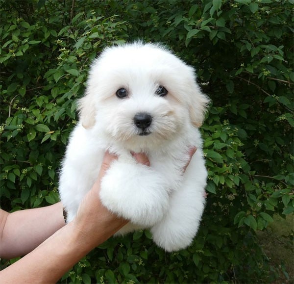 Coton de Tulear - de dame nature