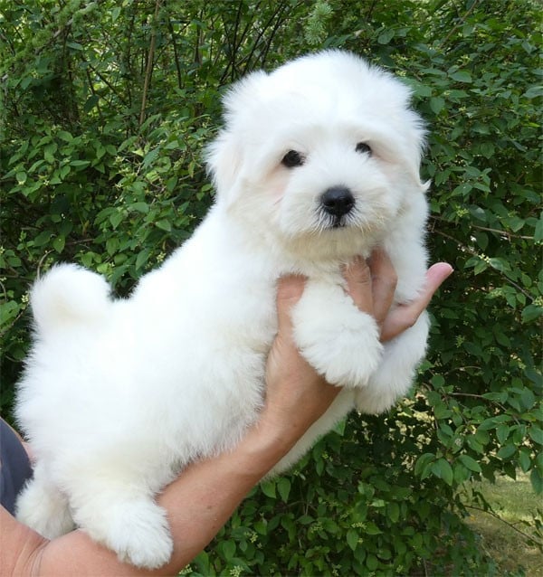 Coton de Tulear - de dame nature