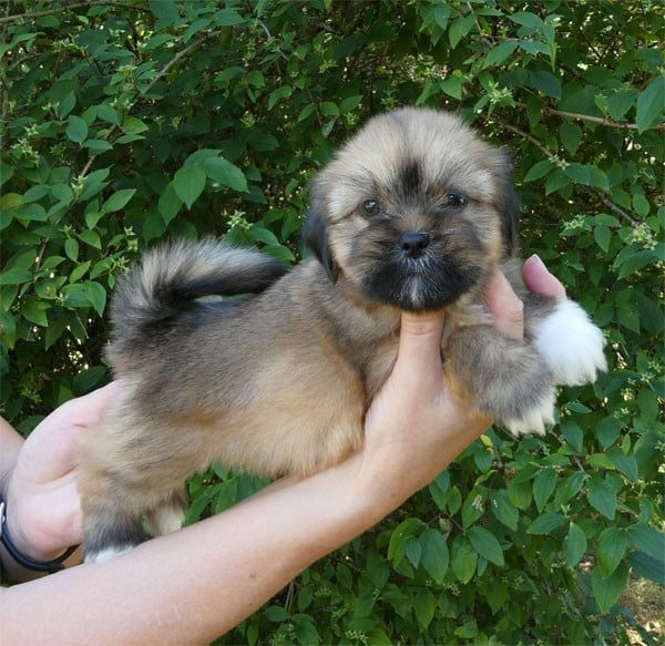 Lhassa Apso - de dame nature