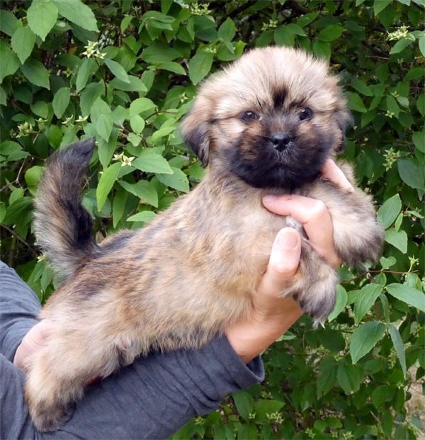 Lhassa Apso - de dame nature