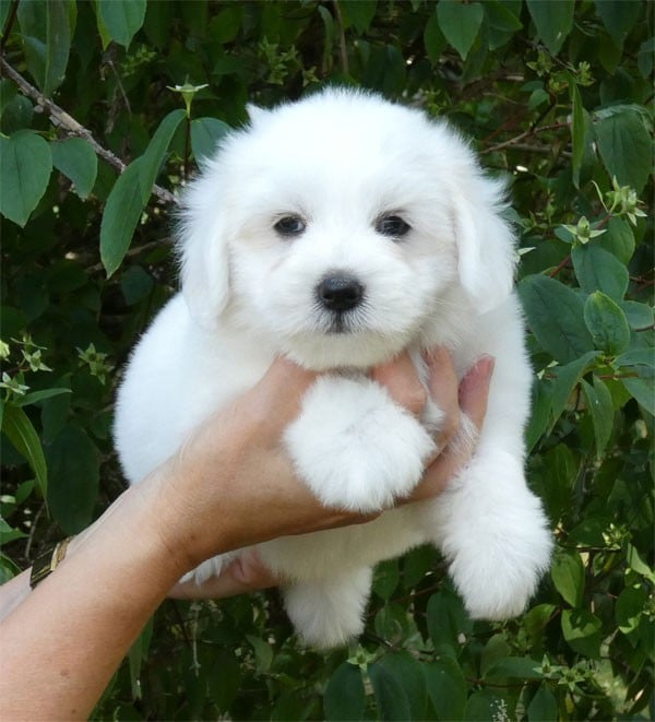 Chiot N°3