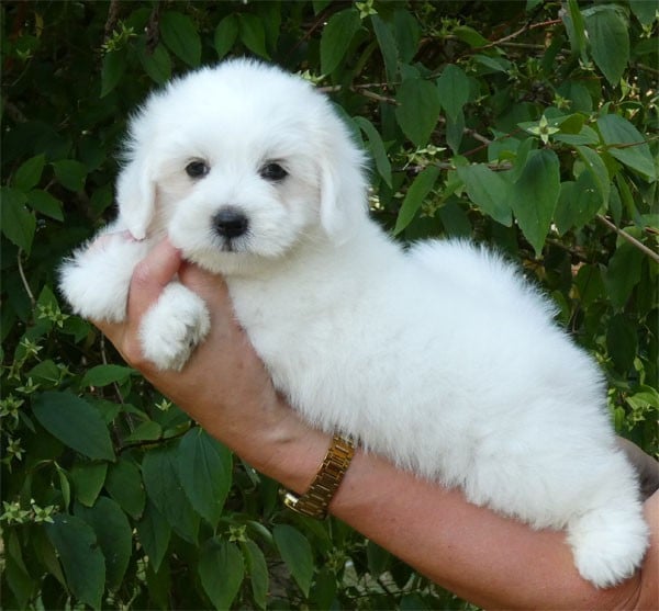 Chiot N°3