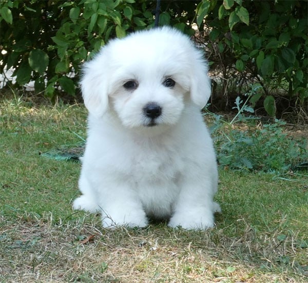 Chiot N°3