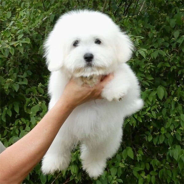 Coton de Tulear - de dame nature