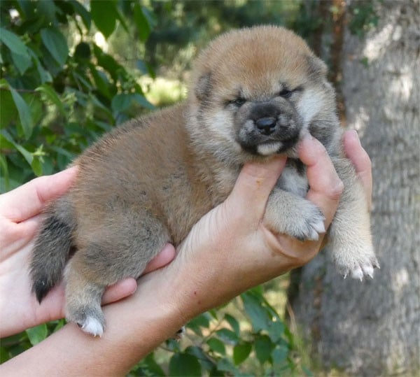 Shiba - de dame nature