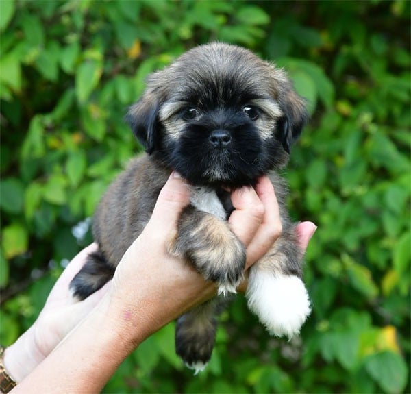 Lhassa Apso - de dame nature